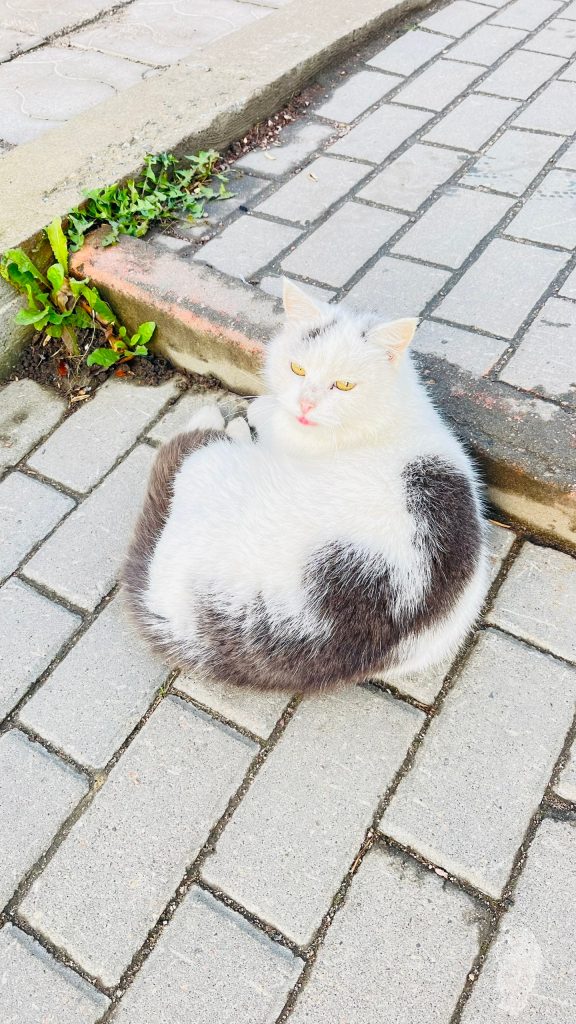 Фото из объявления: Кошка