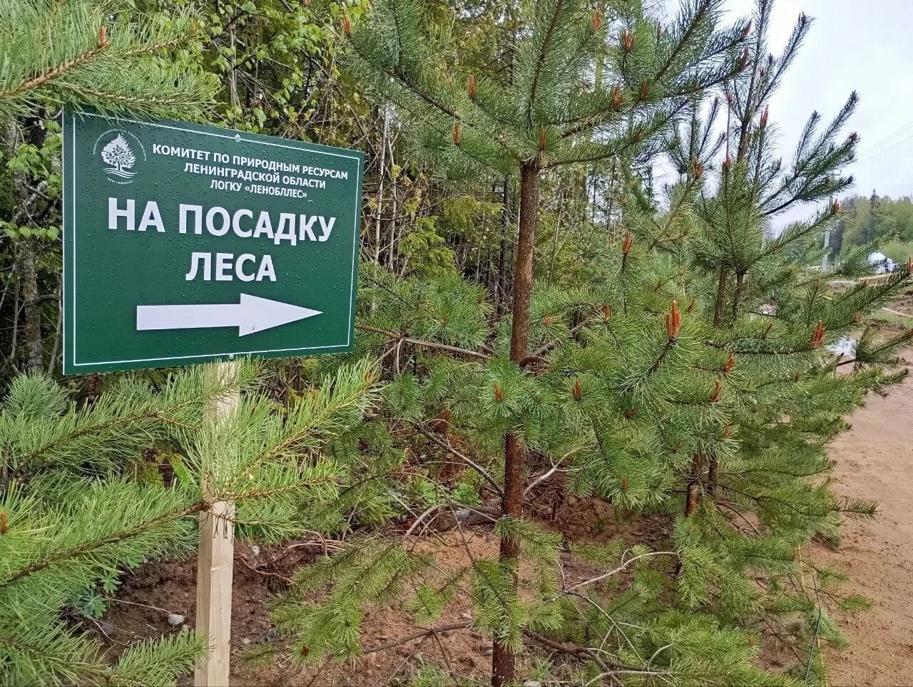 В Тосненском районе пройдёт центральная акция «Сохраним лес»