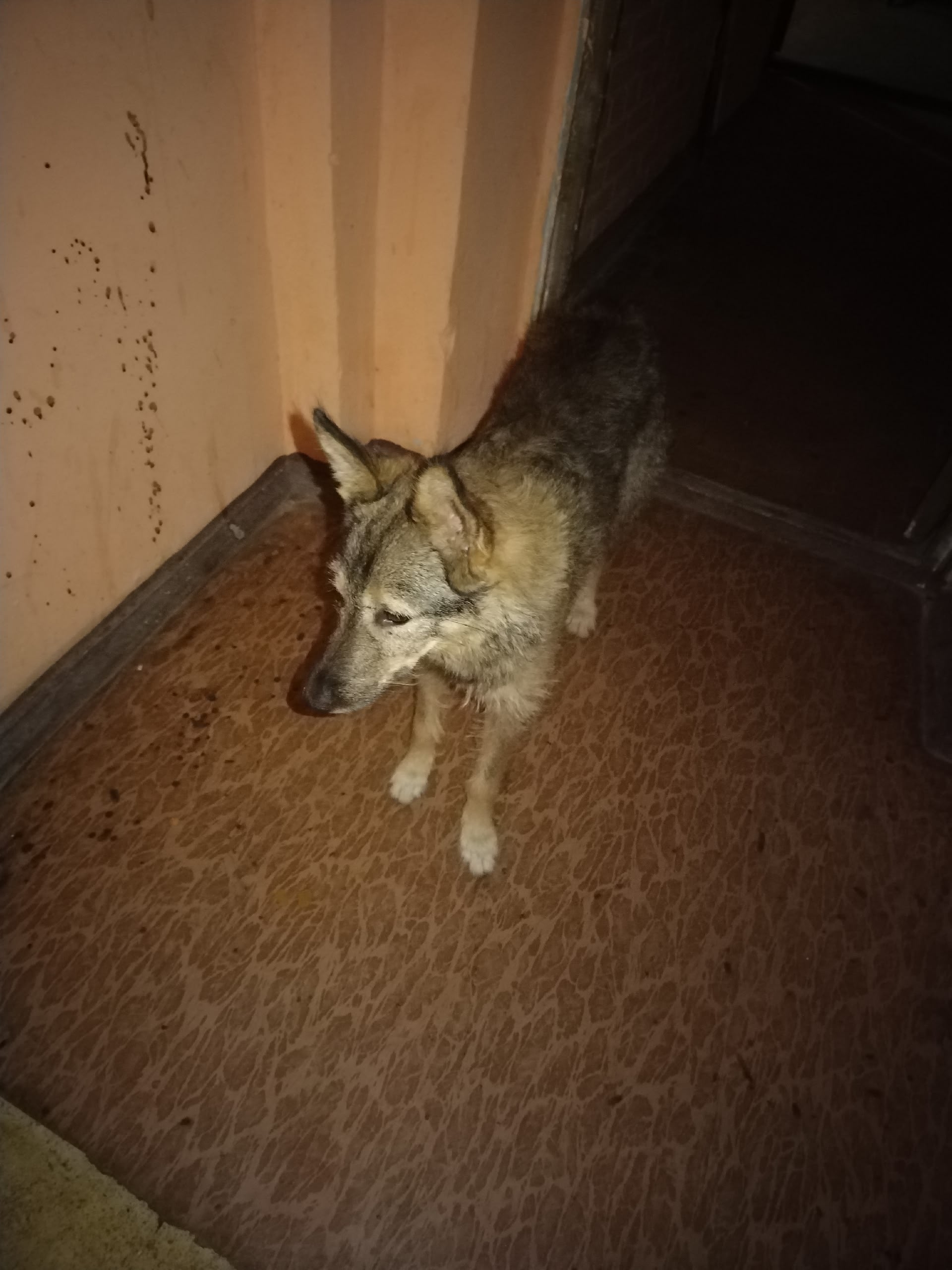 Собака пропала из подъезда в Волхове